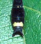 Asiagomphus hainanensis (Chao, 1953) jasa.jpg